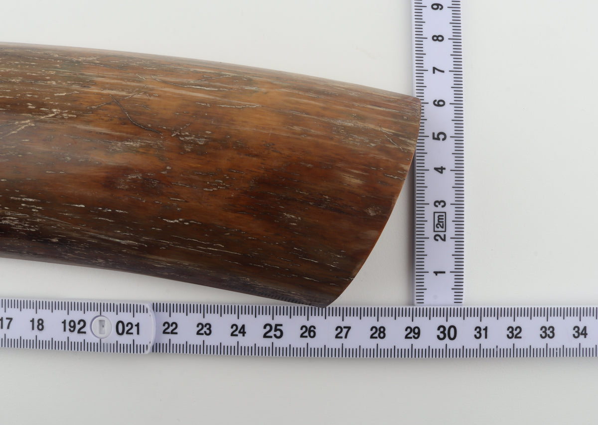 Brown-caramel mammoth bark