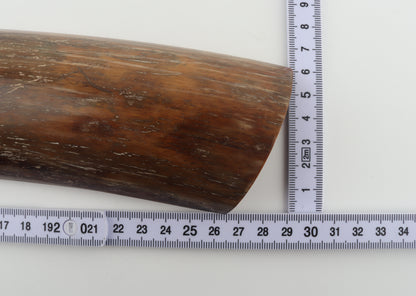 Brown-caramel mammoth bark