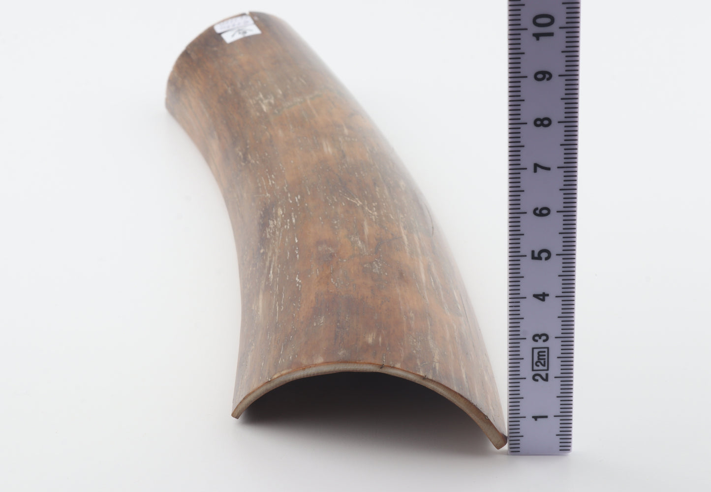 Brown-caramel mammoth bark