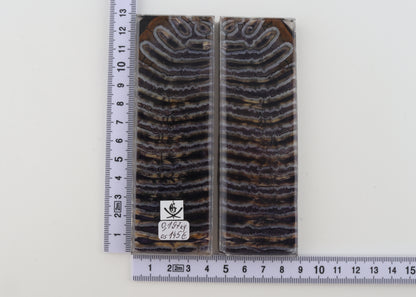 Stabilized mammoth molar scales
