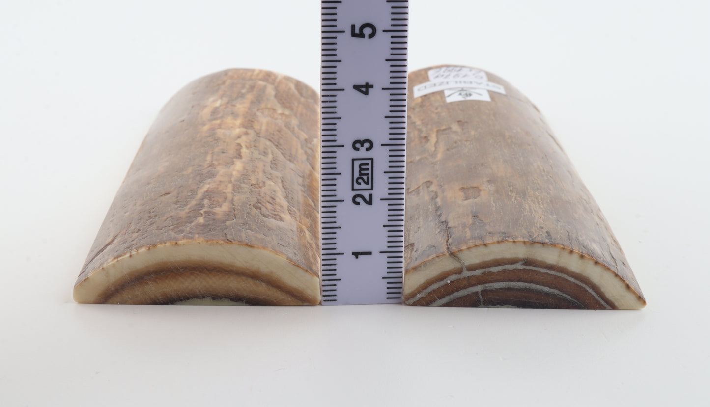 Stabilized mammoth bark scales