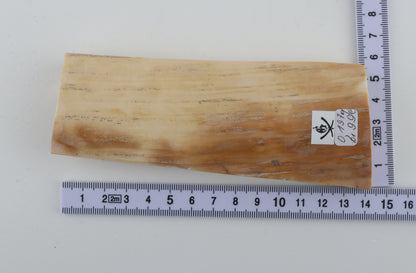 White-orange mammoth bark