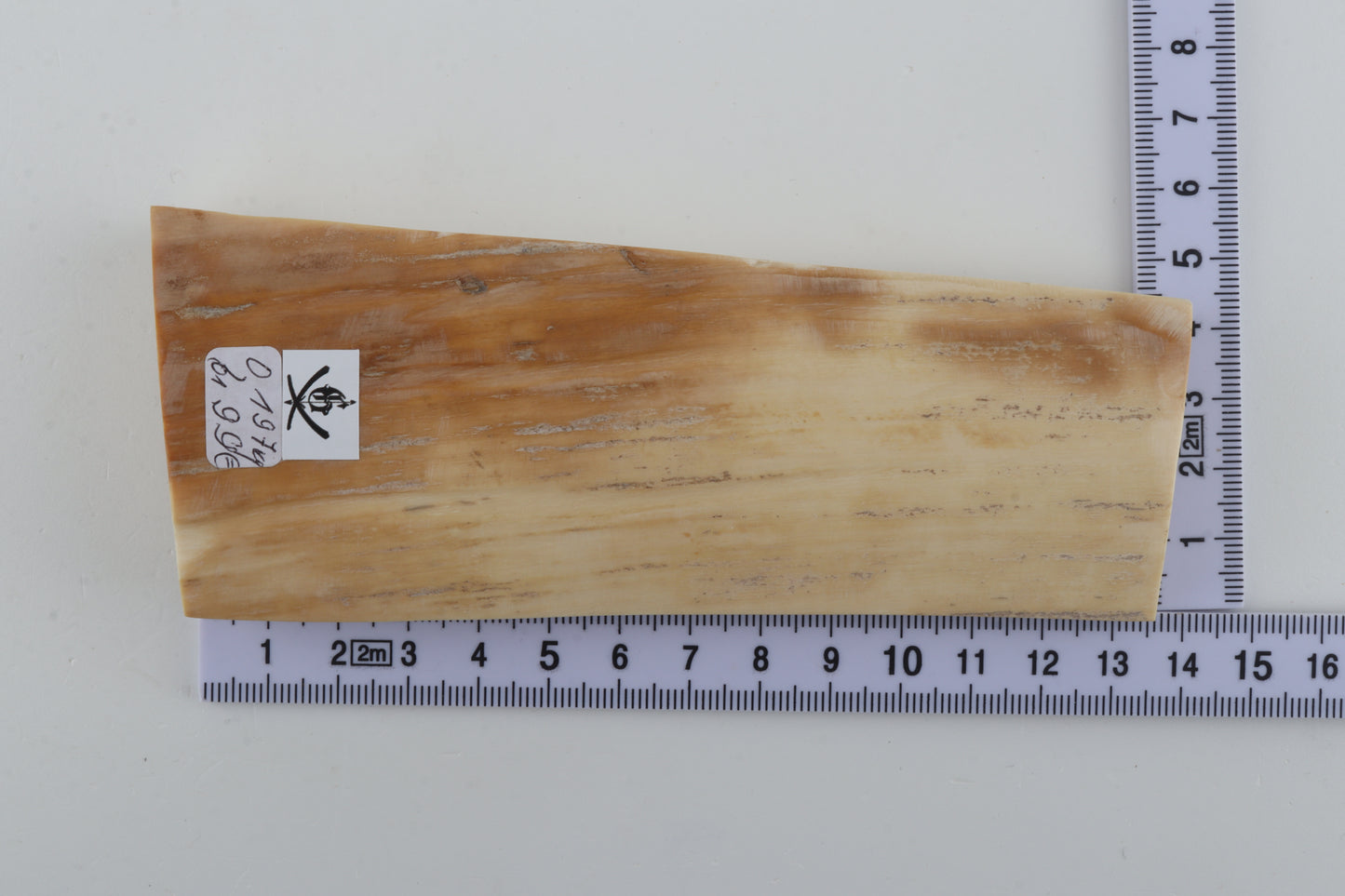 White-orange mammoth bark