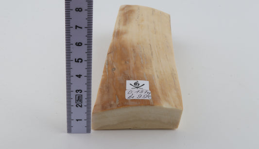 White-orange mammoth bark