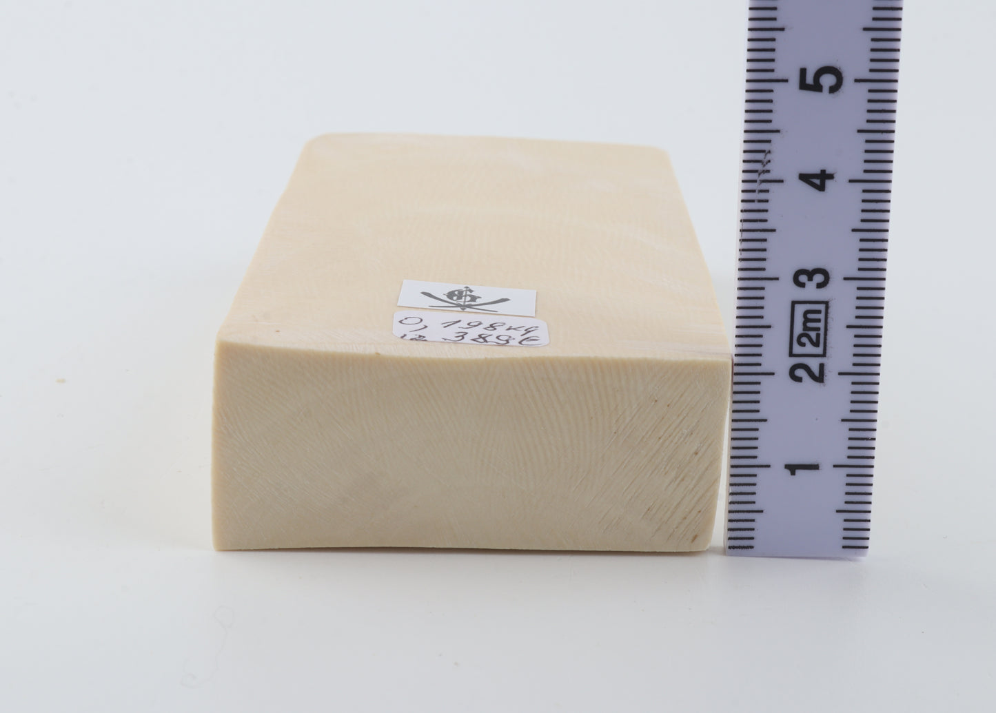 White mammoth ivory segment