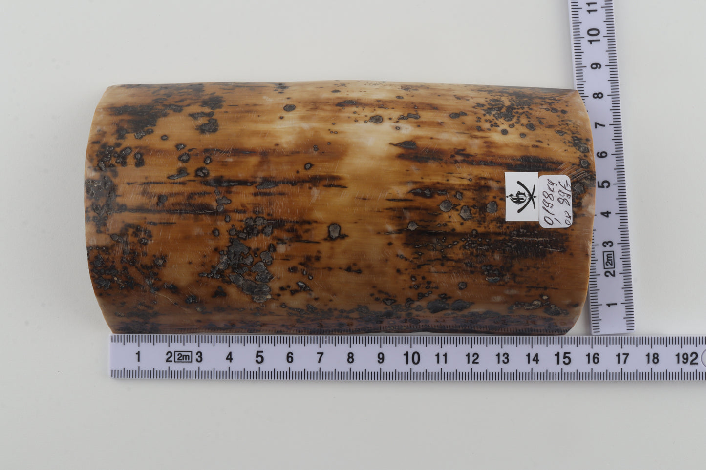 Mustard-brown mammoth bark