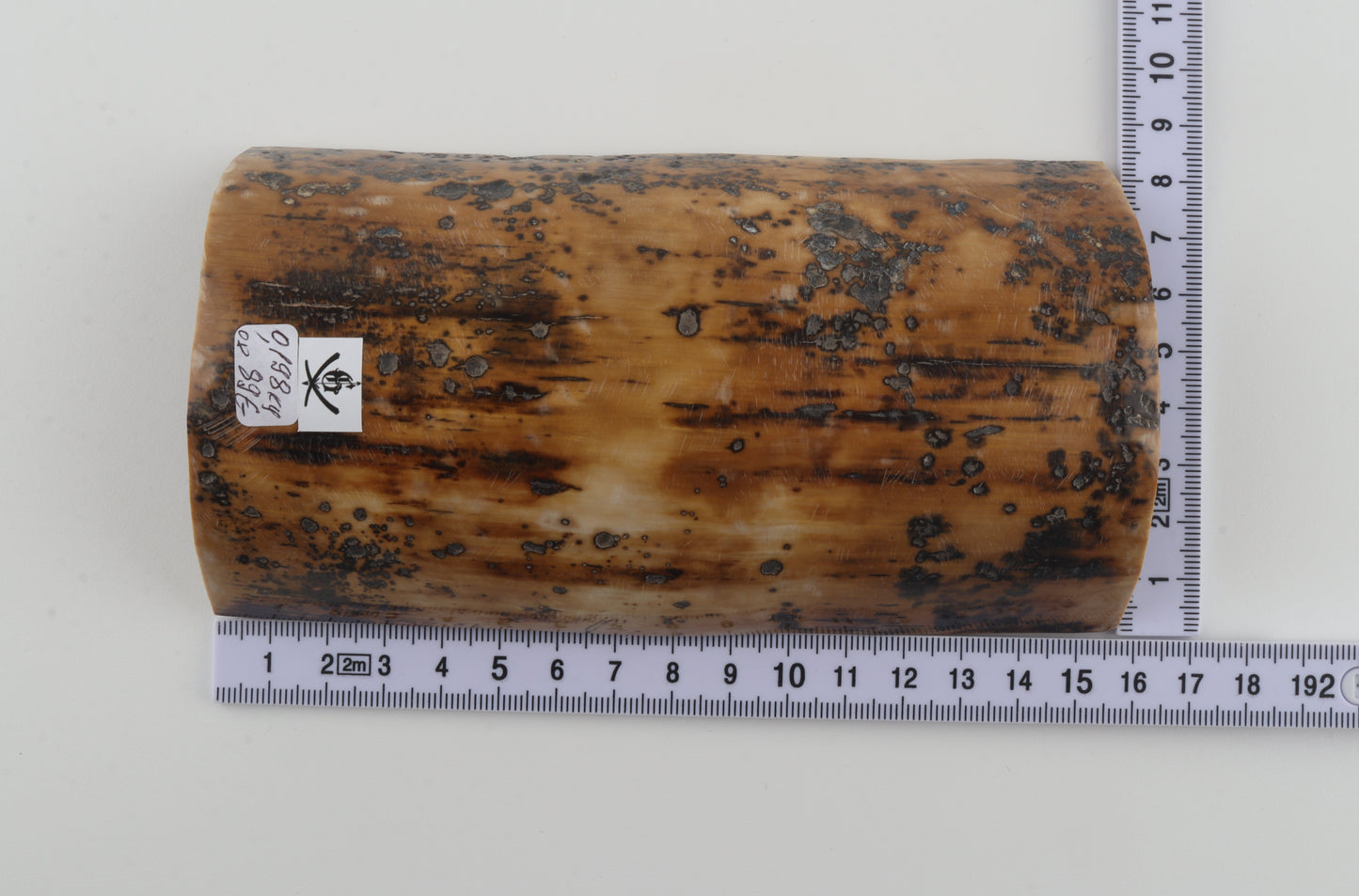 Mustard-brown mammoth bark
