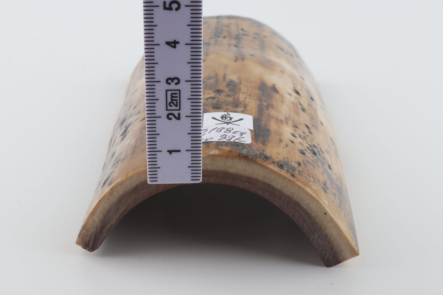 Mustard-brown mammoth bark