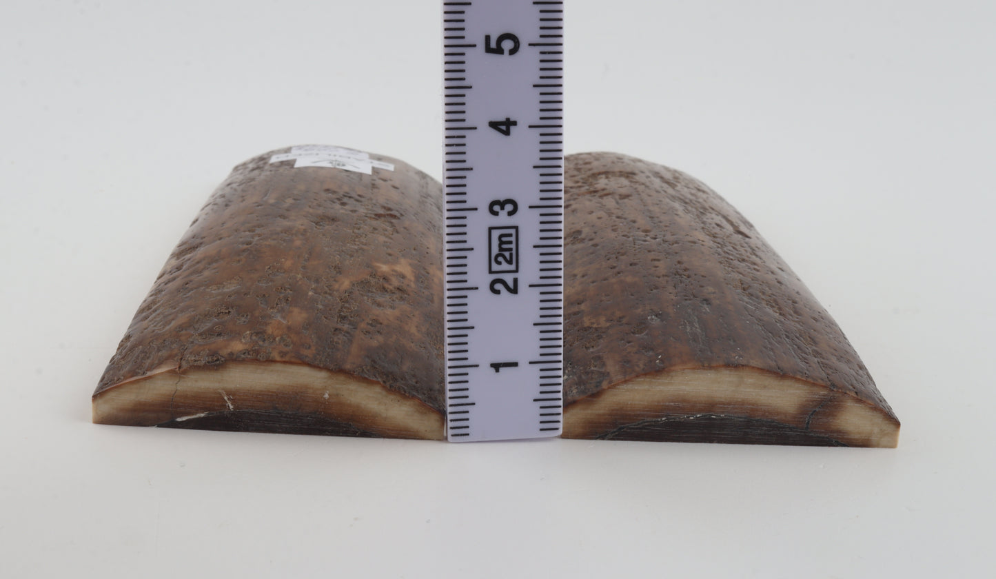 Stabilized mammoth bark scales