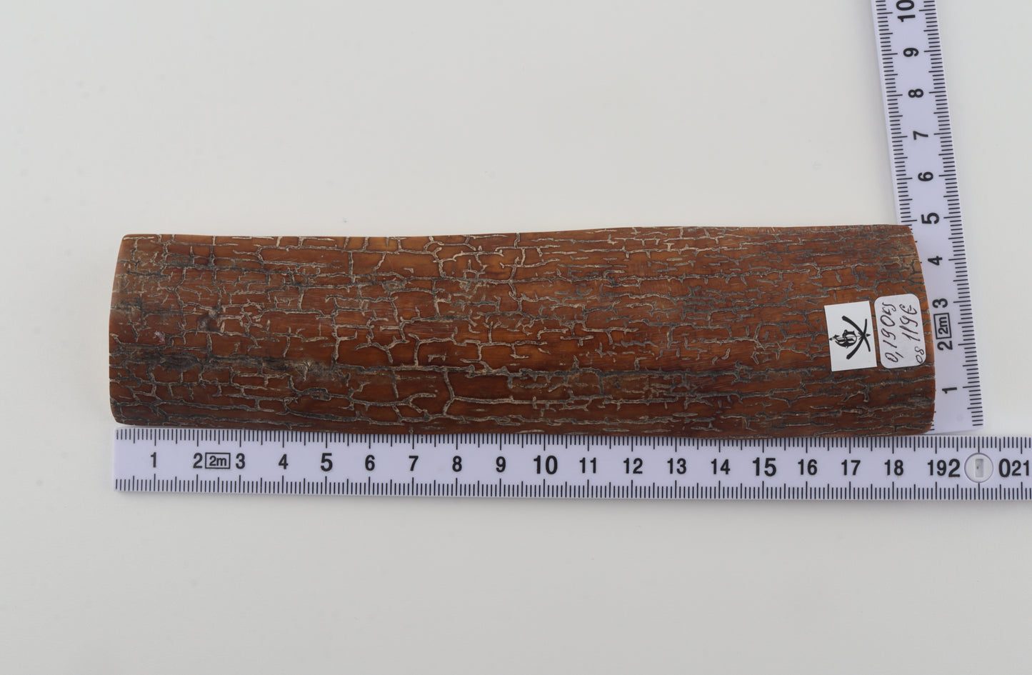 Brown-caramel mammoth bark