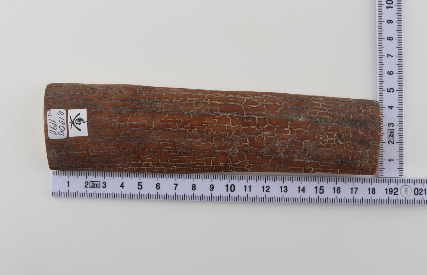 Brown-caramel mammoth bark