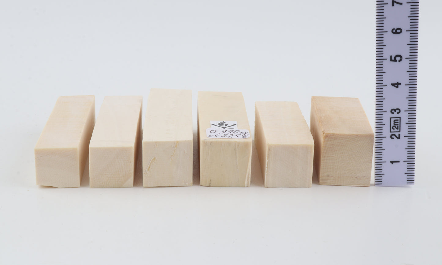 White mammoth ivory pieces