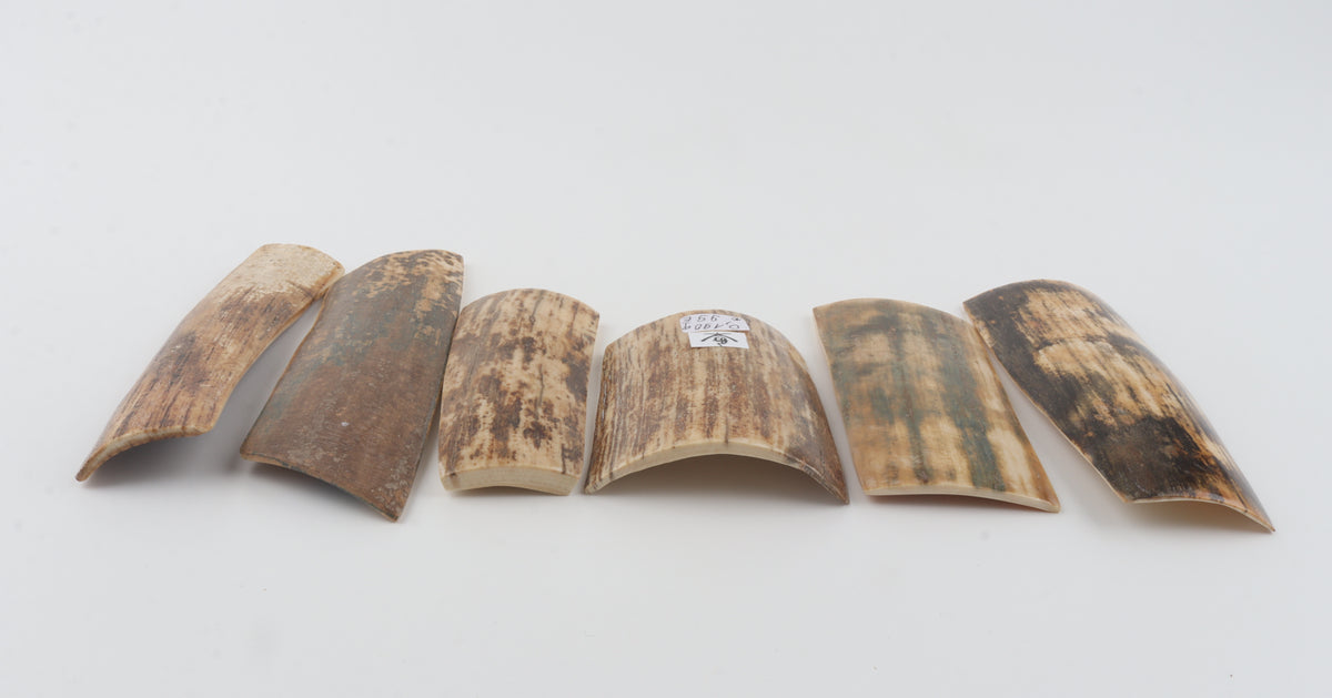 Natural mammoth bark pieces