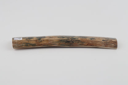 Beige-blue mammoth bark