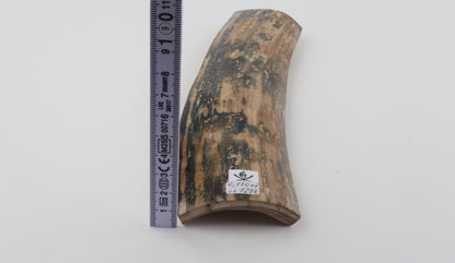Beige-blue mammoth bark