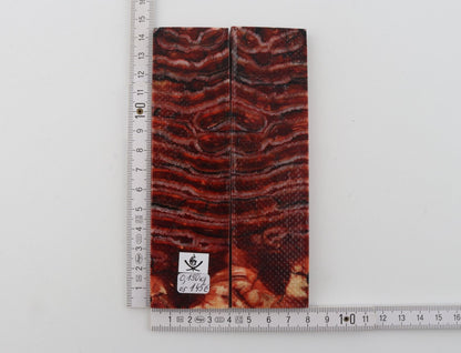 Stabilised mammoth molar scales