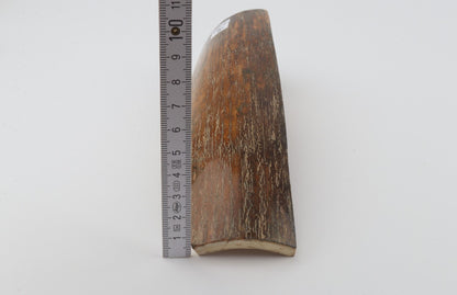 Brown-caramel mammoth bark
