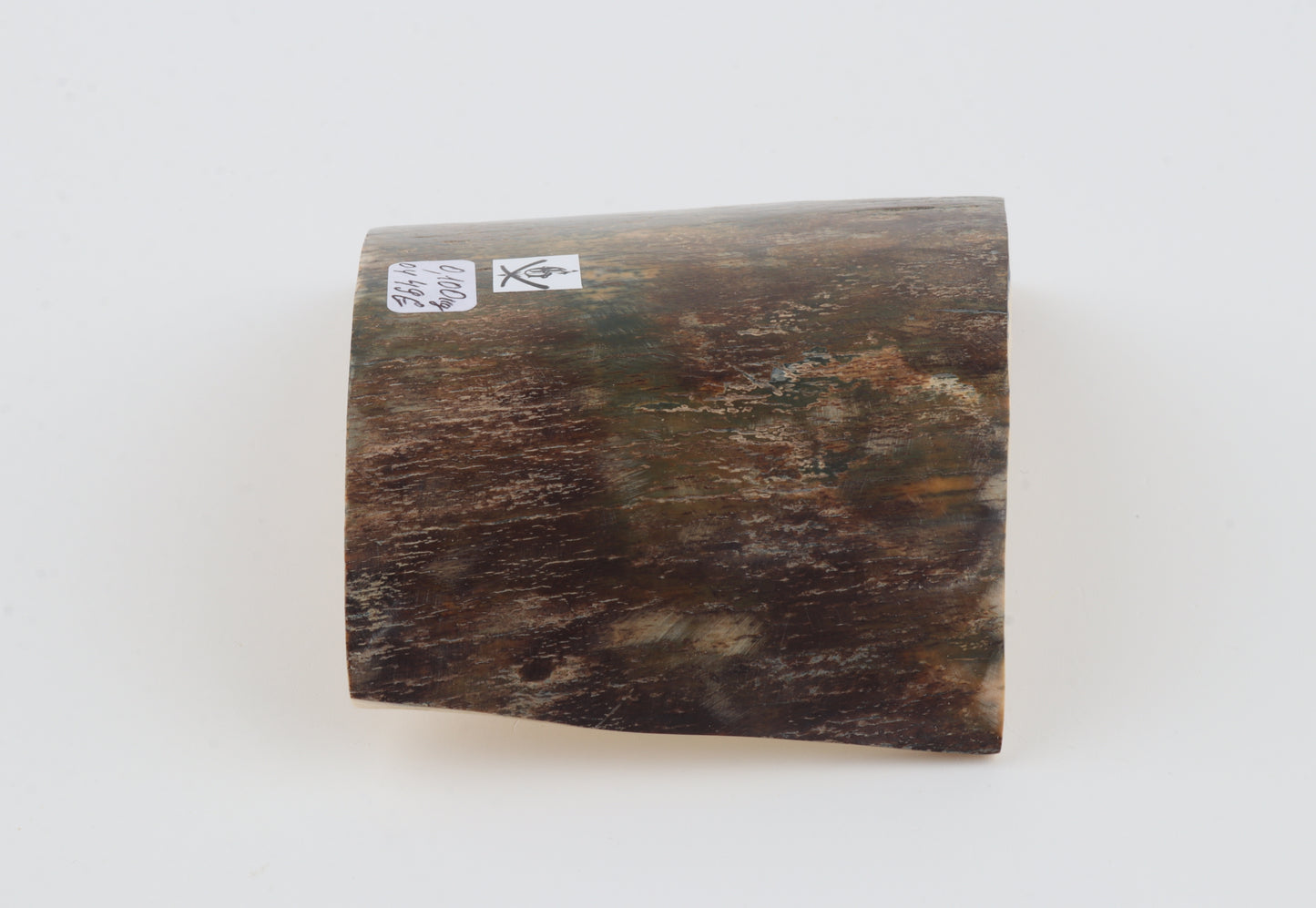 Green-brown mammoth bark