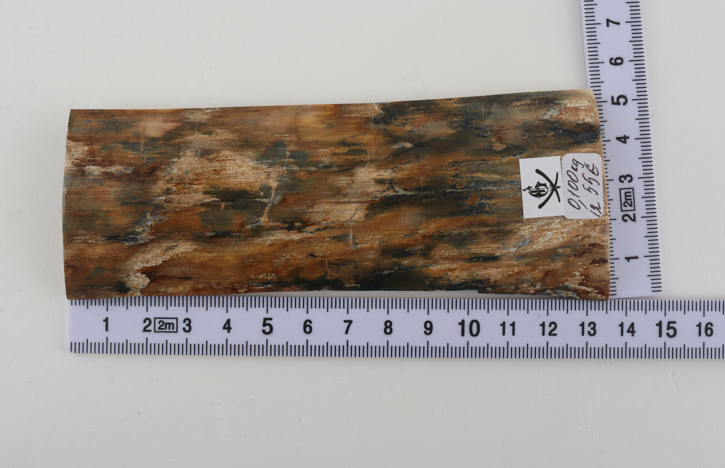 Beige-blue mammoth bark