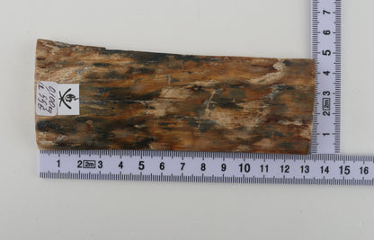 Beige-blue mammoth bark