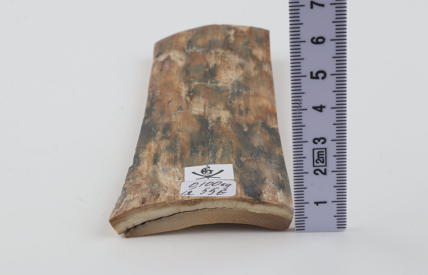 Beige-blue mammoth bark