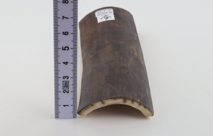 Brown mammoth bark