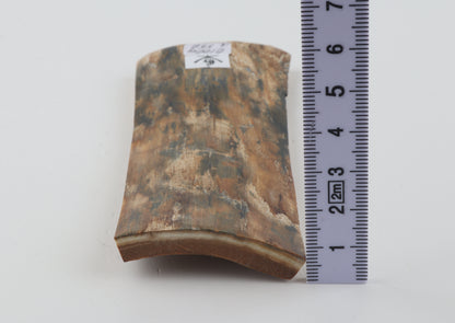 Beige-blue mammoth bark