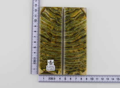 Stabilized mammoth molar scales