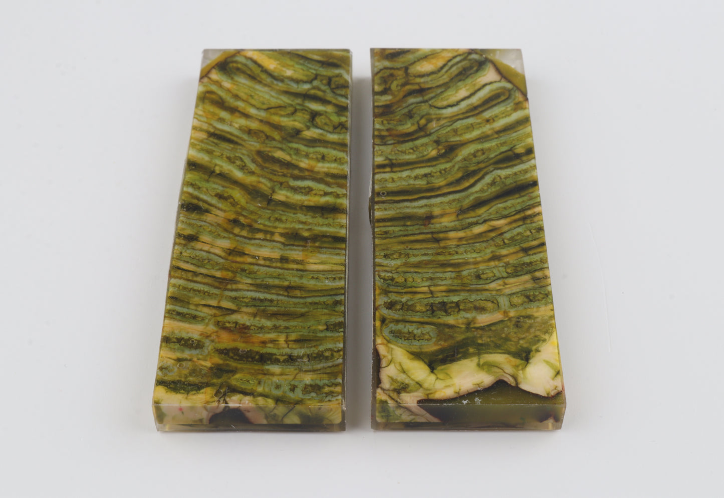Stabilized mammoth molar scales