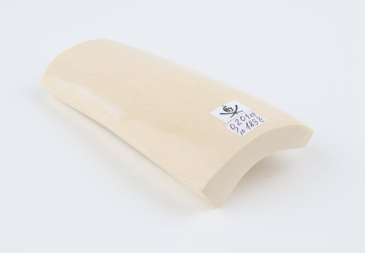 White mammoth ivory segment