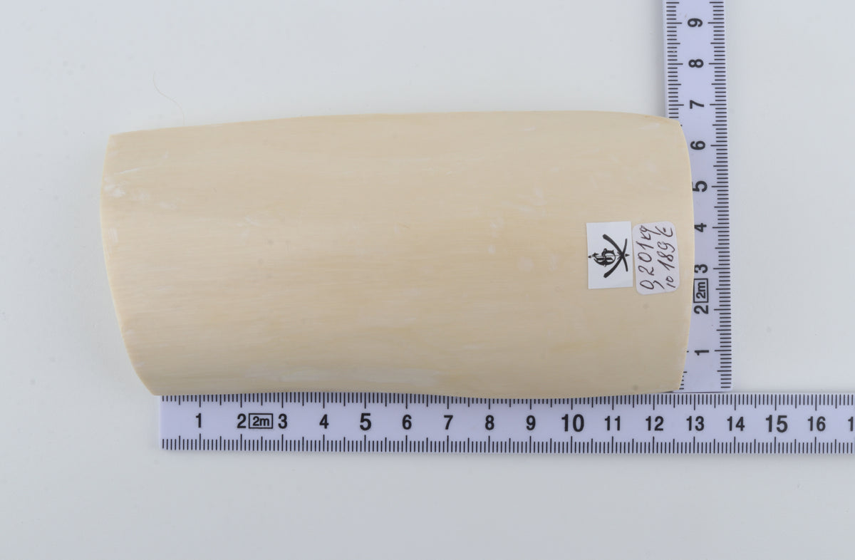 White mammoth ivory segment