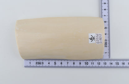 White mammoth ivory segment
