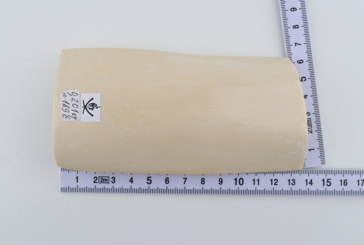 White mammoth ivory segment
