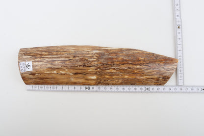 Beige mammoth bark