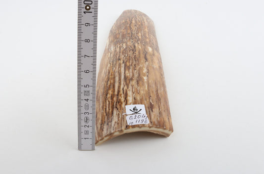 Beige mammoth bark