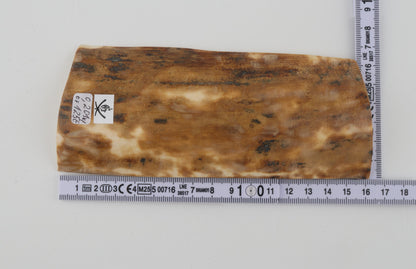 Beige mammoth bark