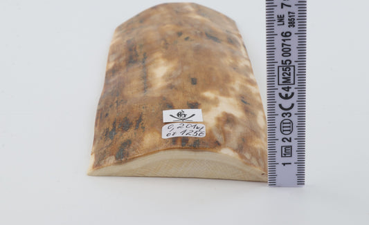 Beige mammoth bark