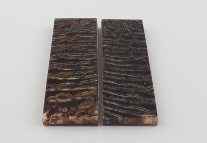 Stabilised mammoth molar scales