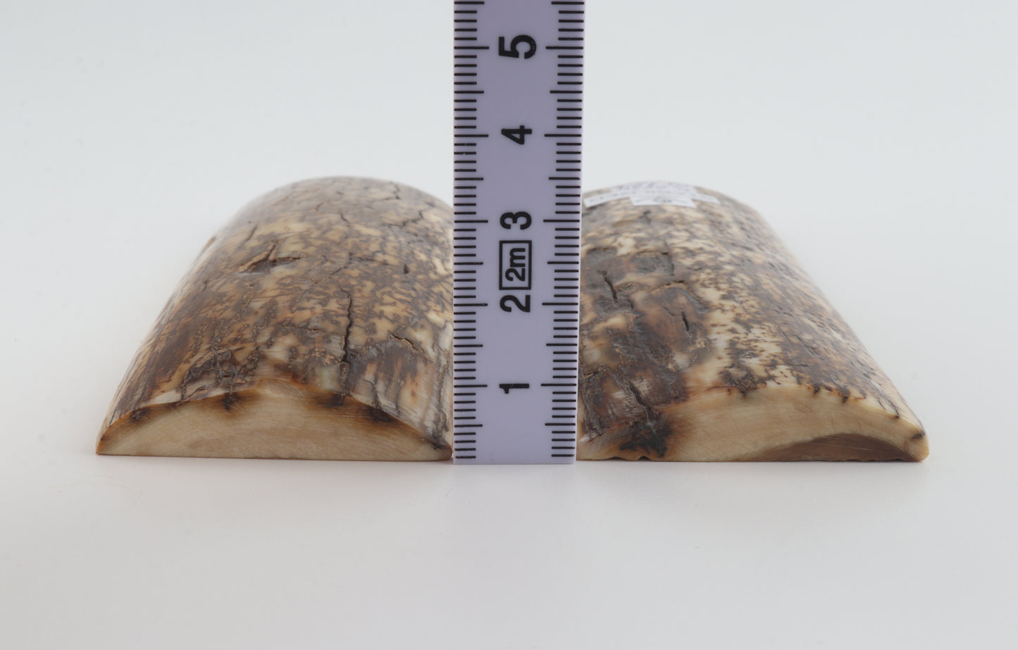 Stabilised mammoth bark scales