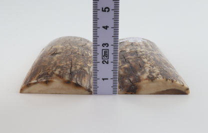 Stabilised mammoth bark scales