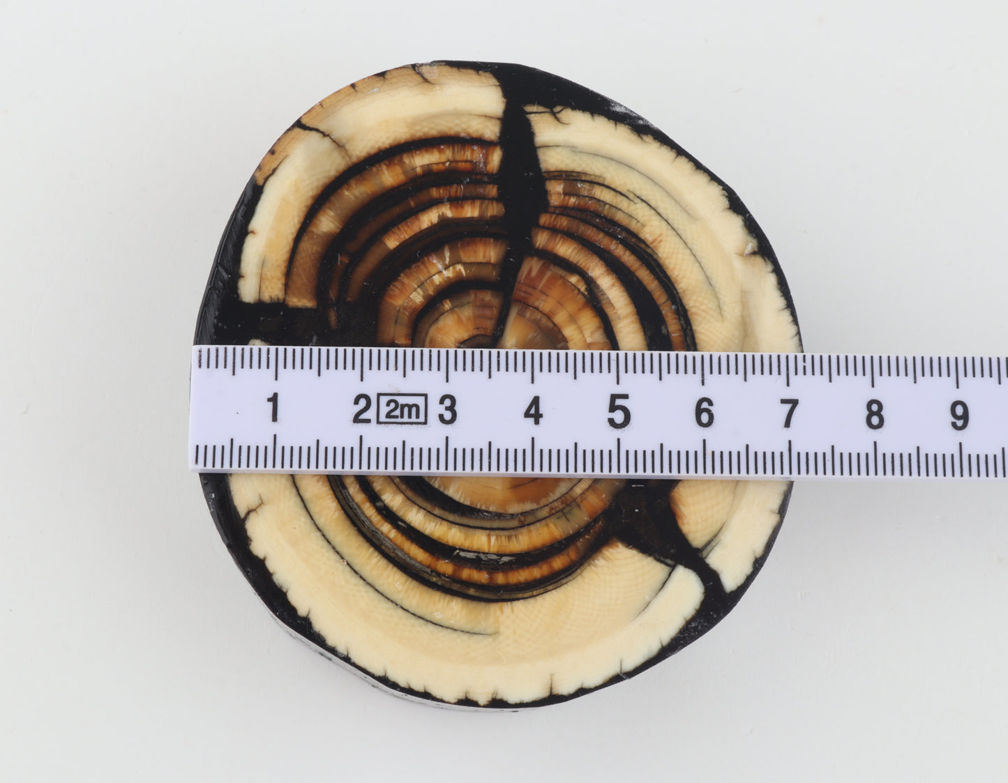 Stabilised mammoth ivory block