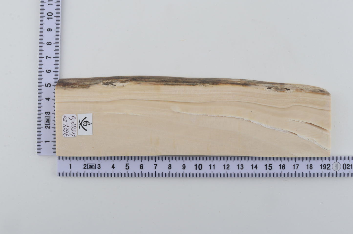 White mammoth ivory segment