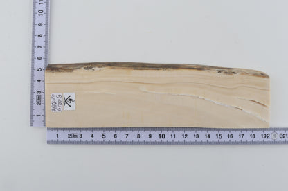 White mammoth ivory segment
