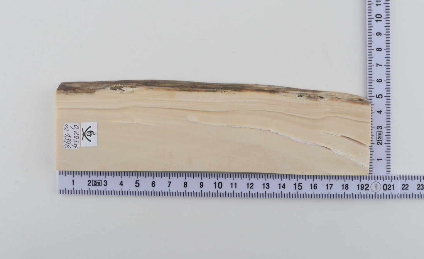 White mammoth ivory segment