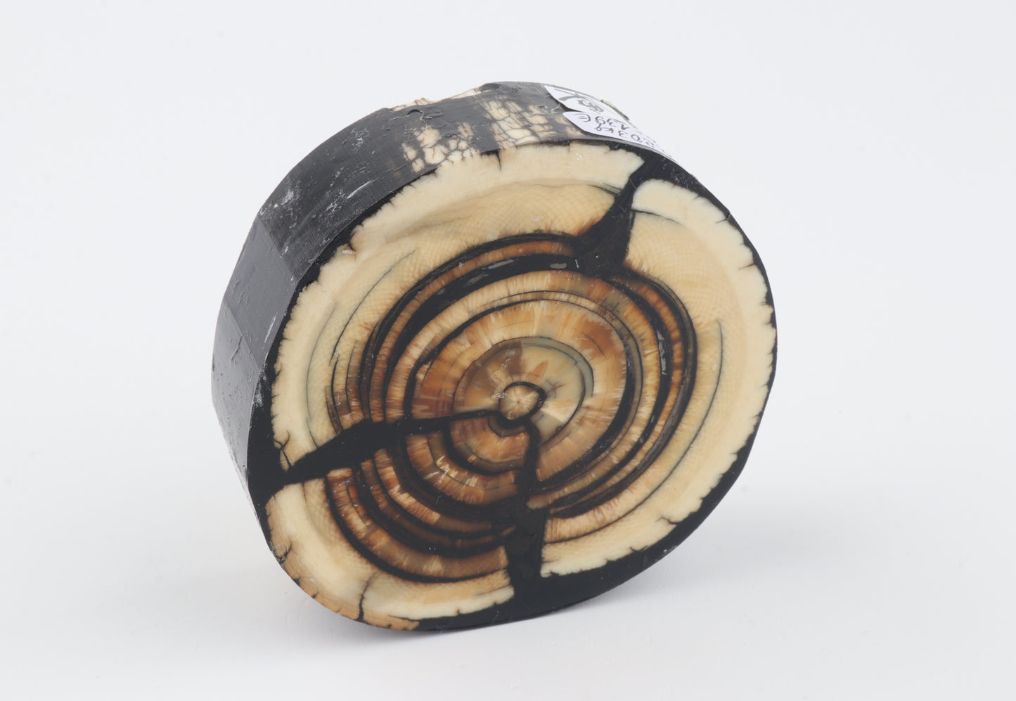 Stabilised mammoth ivory block
