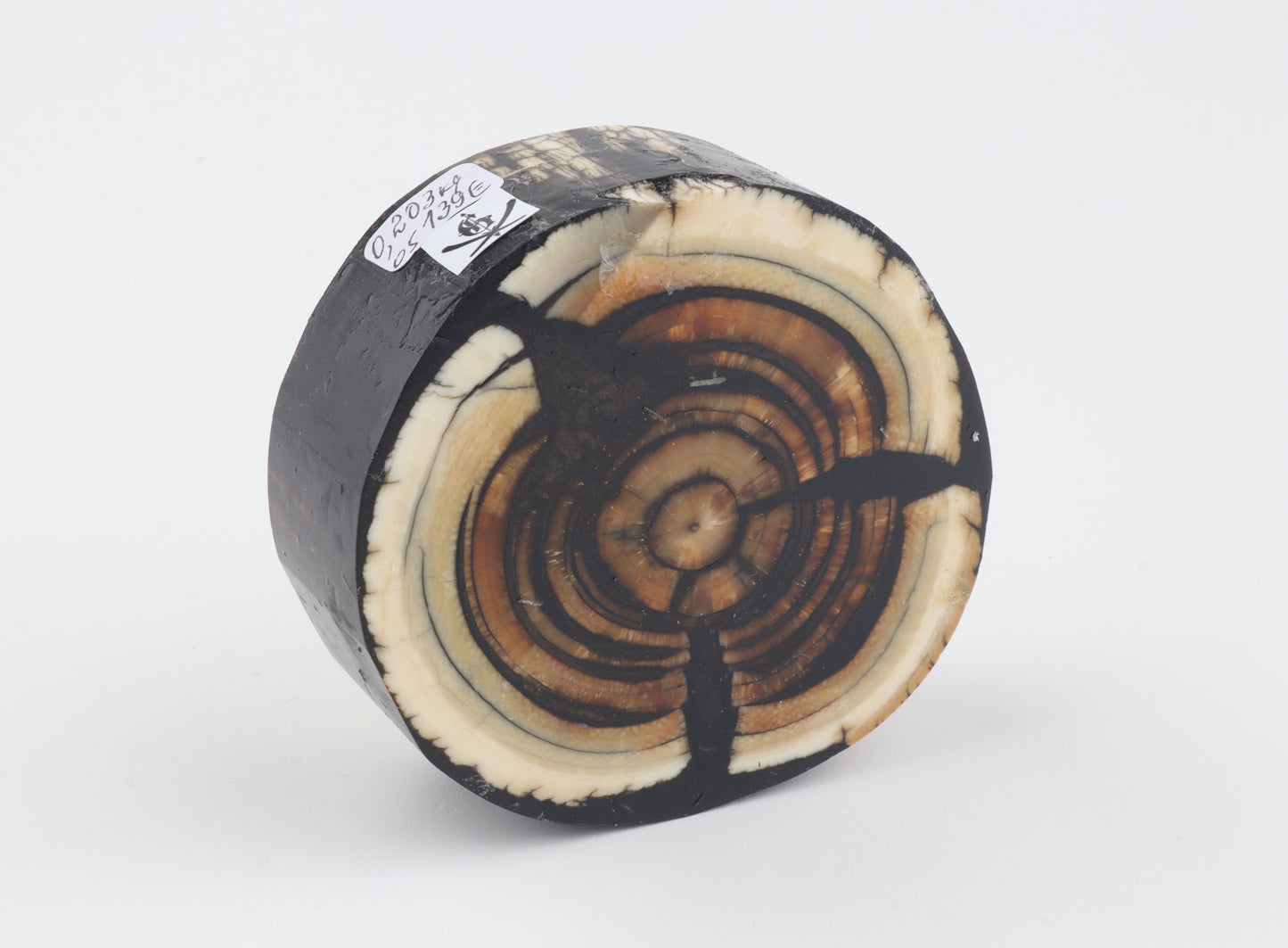 Stabilised mammoth ivory block