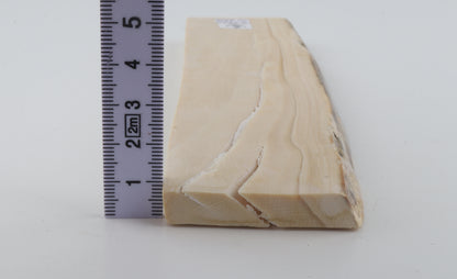 White mammoth ivory segment