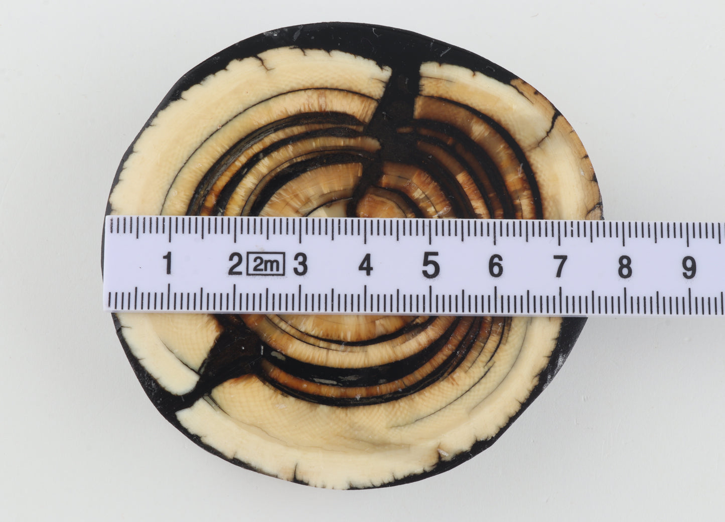 Stabilised mammoth ivory block