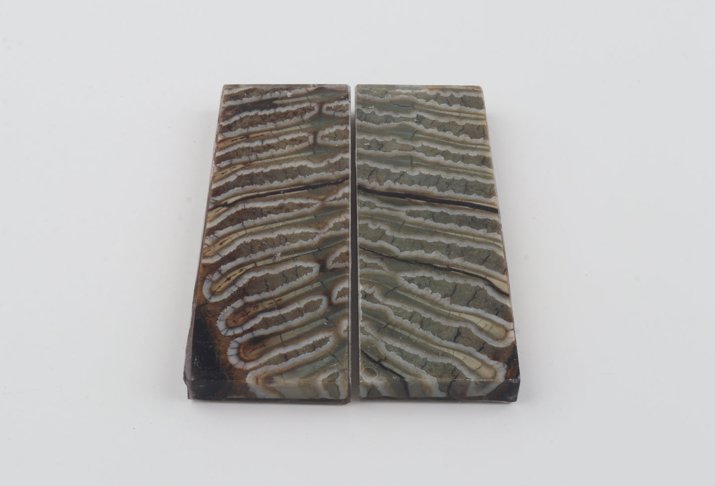 Stabilized mammoth molar scales