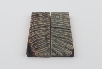Stabilized mammoth molar scales